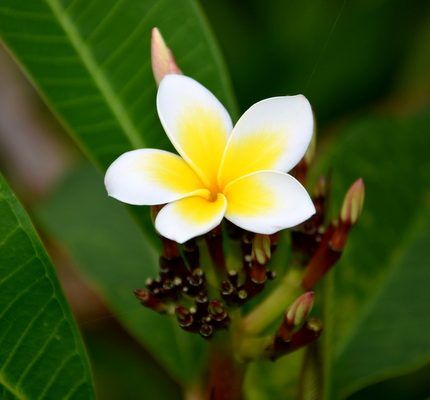 プルメリアの花